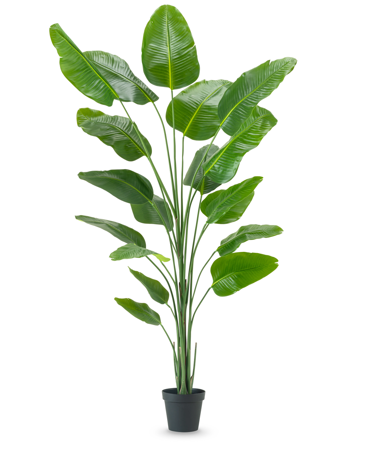 Den kunstige plante Strelitzia 240 cm ægte touch har store, skinnende grønne blade i en sort potte, mod en almindelig hvid baggrund.