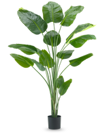 Den kunstige plante Strelitzia 210 cm ægte touch har lange, slanke stængler og store, blanke grønne blade mod en almindelig hvid baggrund.