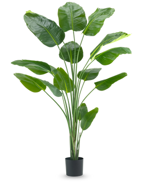 Den kunstige plante Strelitzia 210 cm ægte touch har lange, slanke stængler og store, blanke grønne blade mod en almindelig hvid baggrund.