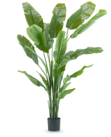 Kunstplanten Strelitzia Nicolai Deluxe 210 cm har lange, brede grønne blade i en enkel sort potte på hvid baggrund. Denne tropiske kunstige plante giver ethvert rum en frodig, tropisk flair.
