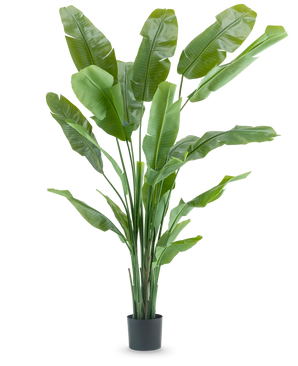 Kunstplanten Strelitzia Nicolai Deluxe 210 cm har lange, brede grønne blade i en enkel sort potte på hvid baggrund. Denne tropiske kunstige plante giver ethvert rum en frodig, tropisk flair.