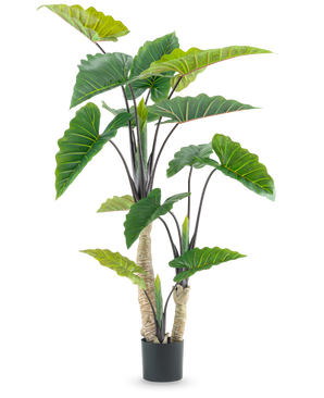 Den kunstige plante Calocasia 180 cm er en kunstig plante i en potte med store grønne pilformede blade og flere stængler, afbildet på en almindelig hvid baggrund.