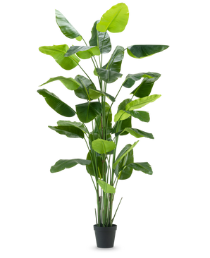 Den kunstige plante Strelitzia Real Touch Deluxe 300 cm er en høj kunstig plante med lange, brede grønne blade i en sort potte, afbildet mod en almindelig hvid baggrund.
