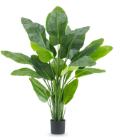 Den kunstige plante Strelitzia Real Touch Deluxe 180 cm er en høj kunstig plante med store, skinnende grønne blade som en tropisk paradisfugl, i en simpel sort potte mod en hvid baggrund.