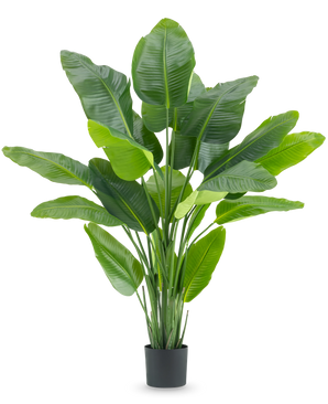 Den kunstige plante Strelitzia Real Touch Deluxe 180 cm er en høj kunstig plante med store, skinnende grønne blade som en tropisk paradisfugl, i en simpel sort potte mod en hvid baggrund.