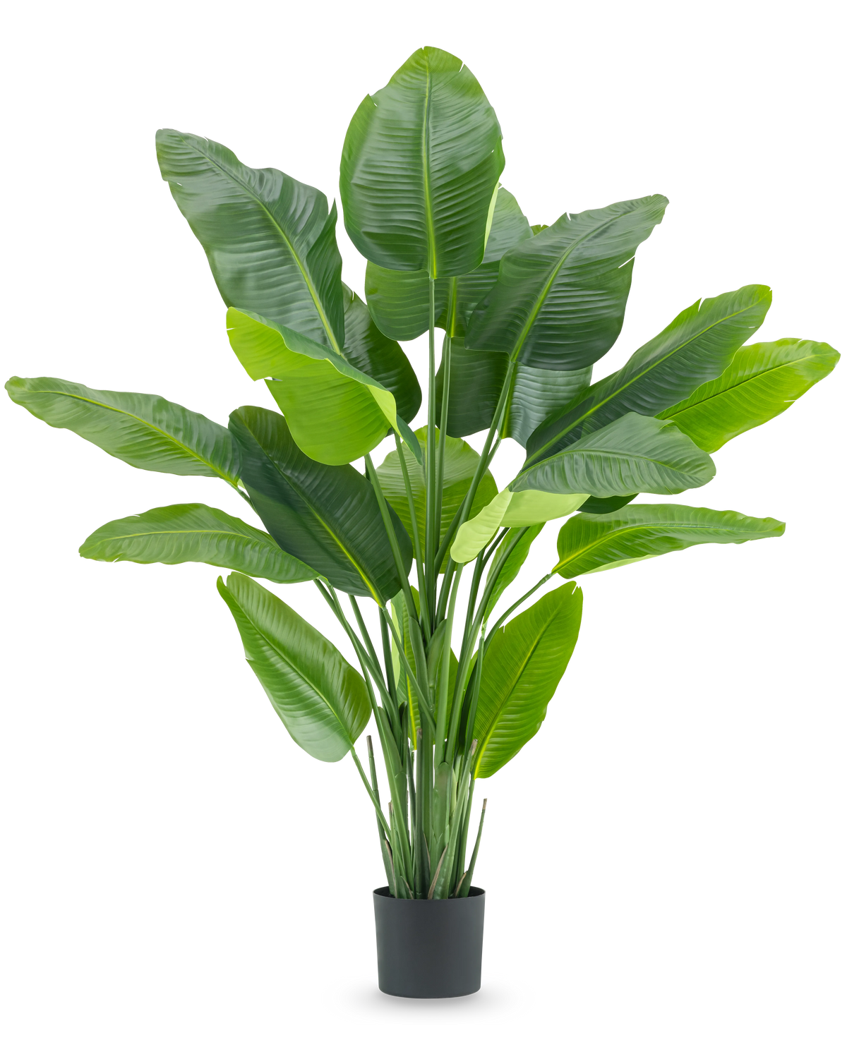 Den kunstige plante Strelitzia Real Touch Deluxe 180 cm er en høj kunstig plante med store, skinnende grønne blade som en tropisk paradisfugl, i en simpel sort potte mod en hvid baggrund.