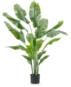 Kunstig plante Strelitzia Nicolai Deluxe 180 cm med lange, brede grønne blade i en enkel sort potte skiller sig ud mod en almindelig hvid baggrund - en slående stueplante og stilfuldt indretningsstykke til ethvert interiør.