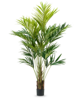 Den kunstige plante Kentia Palm 270 cm har flere slanke stængler og lange, buede grønne blade i et højt pottedesign, mod en almindelig hvid baggrund.