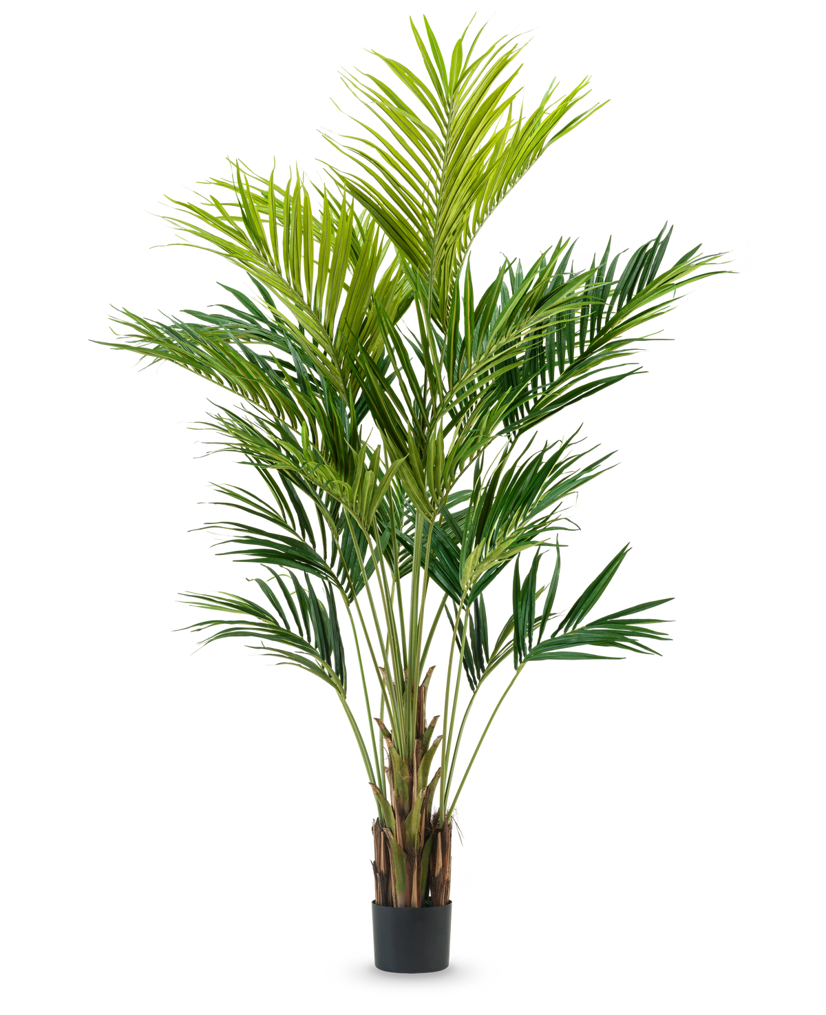 Den kunstige plante Kentia Palm 270 cm har flere slanke stængler og lange, buede grønne blade i et højt pottedesign, mod en almindelig hvid baggrund.