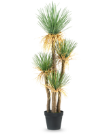 Artificial Plant Yucca deluxe 182 cm er en høj kunstig yucca med flere træagtige stængler og bundter af lange, spidse grønne blade og en smule gulning i bunden, perfekt som et dekorativt stykke til ethvert rum.