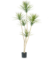 Den kunstige plante Dracaena Fragnans 180 cm er en høj kunstig plante med flere lange, slanke stængler og klaser af spidse grønne blade mod en almindelig hvid baggrund.