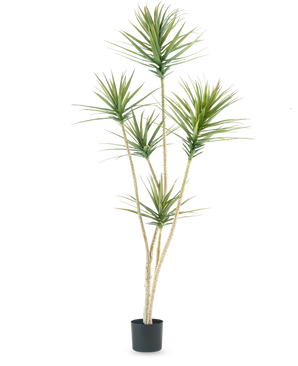 Den kunstige plante Dracaena Fragnans 180 cm er en høj kunstig plante med flere lange, slanke stængler og klaser af spidse grønne blade mod en almindelig hvid baggrund.