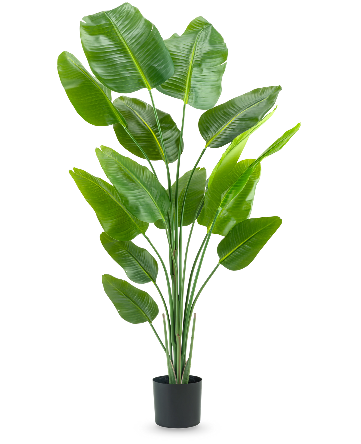 Den kunstige plante Strelitzia 180 cm real touch er en høj, grøn kunstig plante med lange stængler og store, skinnende blade, der ligner en paradisfugl, mod en almindelig hvid baggrund.