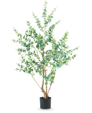 Den kunstige plante Eucalyptus 180 cm er en høj kunstig plante med slanke grene og runde grønne blade, udstillet i en simpel sort potte mod en hvid baggrund.