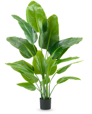 Den kunstige plante Strelitzia Real Touch Deluxe 150 cm har høje stængler med store, blanke grønne blade, i en simpel sort potte mod en almindelig hvid baggrund.
