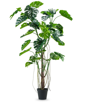 Kunstplanten Monstera 240 cm er en høj kunstig plante med flere grønne, flækkede blade og lange ranker i en sort potte, placeret mod en almindelig hvid baggrund.