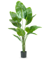 Den kunstige plante Strelitzia 150 cm real touch2 har store, blanke grønne blade med et realistisk "bird of paradise" udseende og en realistisk finish, præsenteret mod en almindelig hvid baggrund.