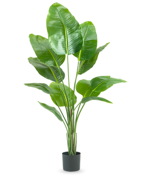 Den kunstige plante Strelitzia 150 cm real touch2 har store, blanke grønne blade med et realistisk "bird of paradise" udseende og en realistisk finish, præsenteret mod en almindelig hvid baggrund.