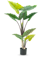 Den kunstige plante Calocasia 150 cm har store, brede grønne blade og kraftige brune stængler i høj pottedesign, mod en hvid baggrund.