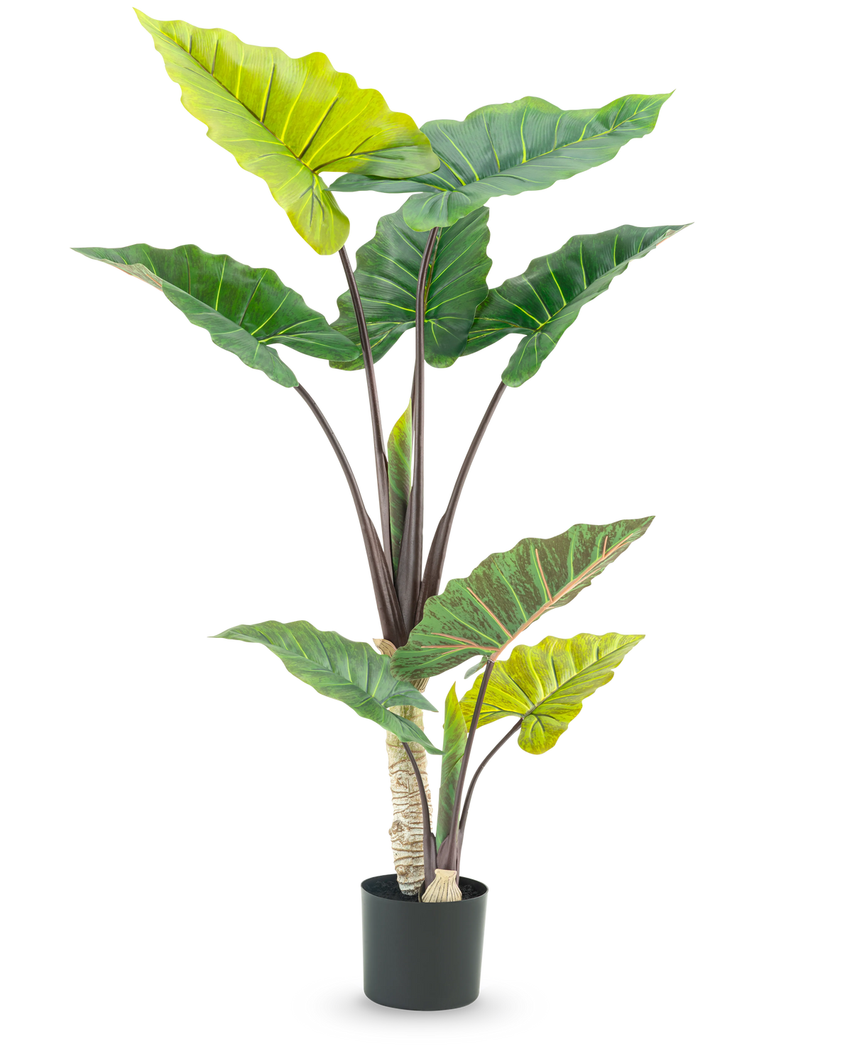 Den kunstige plante Calocasia 150 cm har store, brede grønne blade og kraftige brune stængler i høj pottedesign, mod en hvid baggrund.
