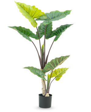 Den kunstige plante Calocasia 150 cm har store, brede grønne blade og kraftige brune stængler i høj pottedesign, mod en hvid baggrund.
