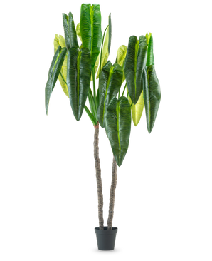 Kunstplanten Anthurium 240 cm er en høj kunstig plante i potte med to brune stængler og store, aflange grønne blade mod en almindelig hvid baggrund.