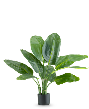 Den kunstige plante Strelitzia Real Touch Deluxe 90 cm er en høj potteplante med store, blanke grønne blade, afbildet mod en almindelig hvid baggrund.