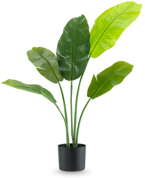 Den kunstige plante Strelitzia Nicolai Deluxe 90 cm har store, blanke grønne blade på lange stængler og præsenteres i en enkel sort potte mod en almindelig hvid baggrund.