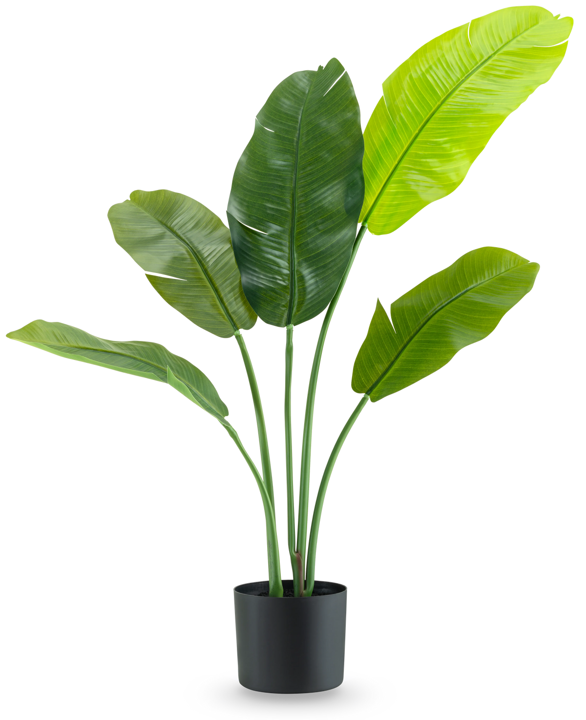 Den kunstige plante Strelitzia Nicolai Deluxe 90 cm har store, blanke grønne blade på lange stængler og præsenteres i en enkel sort potte mod en almindelig hvid baggrund.