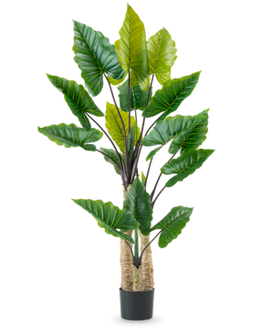 Den kunstige plante Calocasia 210 cm har lange, robuste stængler og store grønne tropiske blade, arrangeret i en sort potte mod en almindelig hvid baggrund.