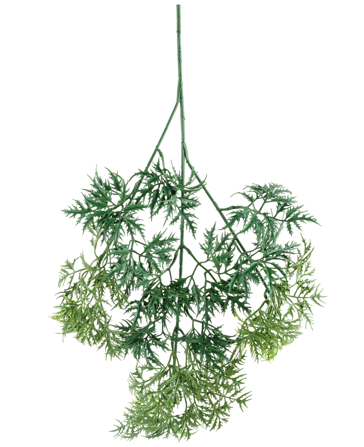 Kunsttak Ming Aralia sprayen 72 cm har grønne, fjerlette kunstige blade med fine, nålelignende kanter i forskellige grønne nuancer, hængende på hovedet på en hvid baggrund.
