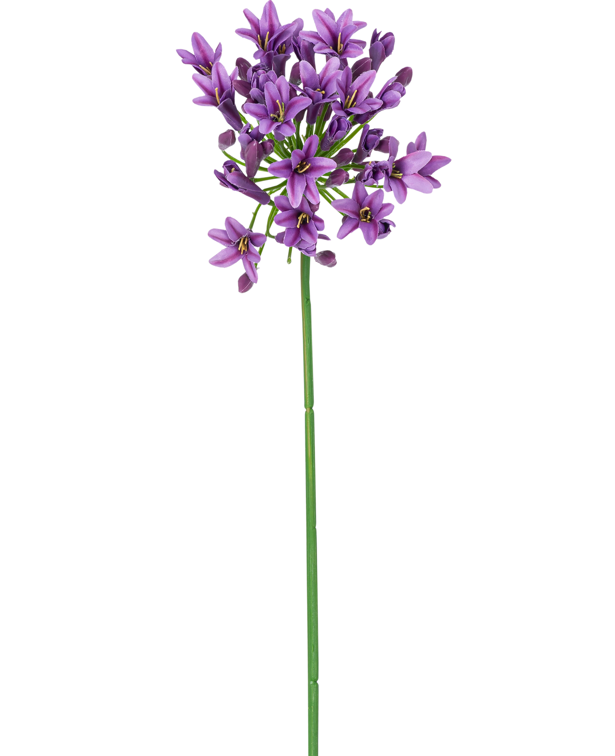 En enkelt lang grøn stilk med lille, stjerneformet lilla kunstig blomst Agapanthus 77 cm lilla blomster, der blomstrer i toppen, isoleret på en hvid baggrund.