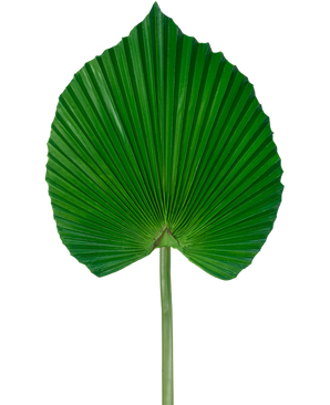 The Artificial Leaf 73 cm er et kunstigt grønt palmeblad med et vifteformet, plisseret design med en lang stilk, mod en almindelig hvid baggrund.