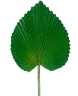 Det kunstige blad 81 cm er et enkelt stort grønt palmeblad med en vifteformet, hjertelignende form og dybe, symmetriske kanter mod en almindelig hvid baggrund.
