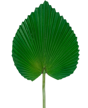 Det kunstige blad 81 cm er et enkelt stort grønt palmeblad med en vifteformet, hjertelignende form og dybe, symmetriske kanter mod en almindelig hvid baggrund.