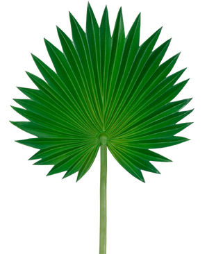 The Artificial Leaf Washingtonia 73cm er et enkelt grønt palmeblad med en vifteform, udstrakte spidse segmenter og en lang, slank stilk, afbildet mod en almindelig hvid baggrund.