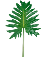 En kunstig bladfilodendron på 68 cm, med et stort grønt tropisk blad med dybe, uregelmæssige flige og en lang central stilk, er vist mod en almindelig hvid baggrund.