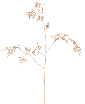 Artificial Branch Fern Mini 75 cm guld har sarte, lysebrune stængler med tynde, fjeragtige blade, der forgrener sig mod en almindelig hvid baggrund.