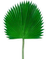 The Artificial Leaf Washingtonia 105cm er et enkelt grønt palmeblad med vifteform og spidse ender mod en almindelig hvid baggrund.