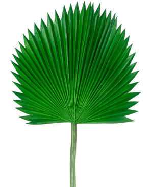 The Artificial Leaf Washingtonia 105cm er et enkelt grønt palmeblad med vifteform og spidse ender mod en almindelig hvid baggrund.