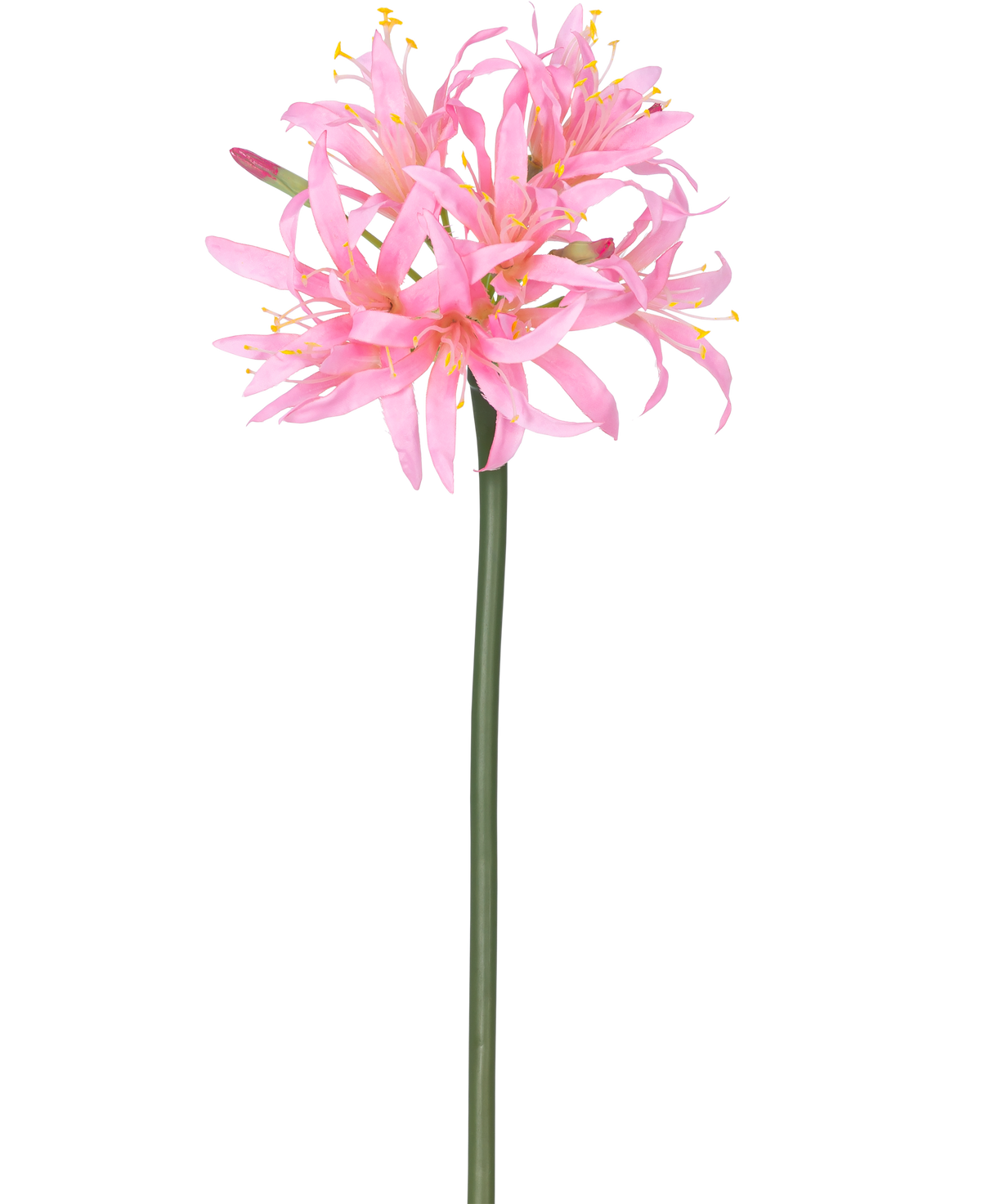 Artificial Flower Nerine 70 cm pink har en høj grøn stilk med en klynge af sarte, edderkopperosa blomster med lange kronblade og gule støvdragere, mod en almindelig hvid baggrund.