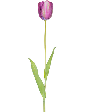 En kunstig blomst fransk tulipan 60 cm lilla, en enkelt lilla tulipan med grønne blade og en lang stilk, isoleret på en hvid baggrund.