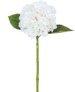 Den kunstige hortensia "Annabelle" Real Touch White 55cm har en enkelt hvid hortensiablomst med en rund klynge kronblade, to store grønne blade og en lang grøn stilk, mod en almindelig hvid baggrund.