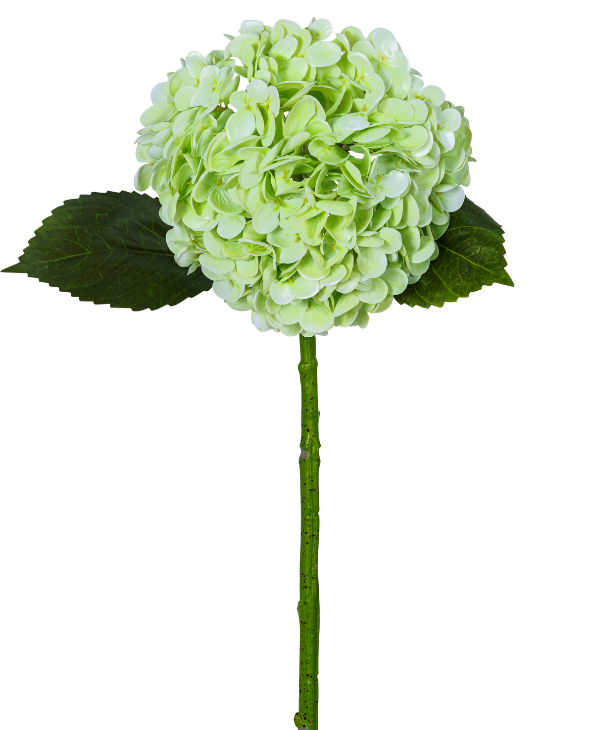 Den kunstige hortensia "Annabelle" Real Touch Green 55cm har en enkelt lysegrøn hortensiablomst med en rund klase, to mørkegrønne blade og en lang stilk, alt sammen isoleret på en hvid baggrund.