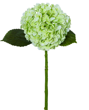 Den kunstige hortensia "Annabelle" Real Touch Green 55cm har en enkelt lysegrøn hortensiablomst med en rund klase, to mørkegrønne blade og en lang stilk, alt sammen isoleret på en hvid baggrund.