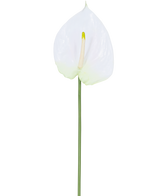 Artificial Flower Anthurium 68 cm hvid har en enkelt hvid kunstig anthurium med en lysegul spadix på en lang, grøn stilk. Ideel til ethvert rum, det tilbyder varig elegance og kræver intet vand.