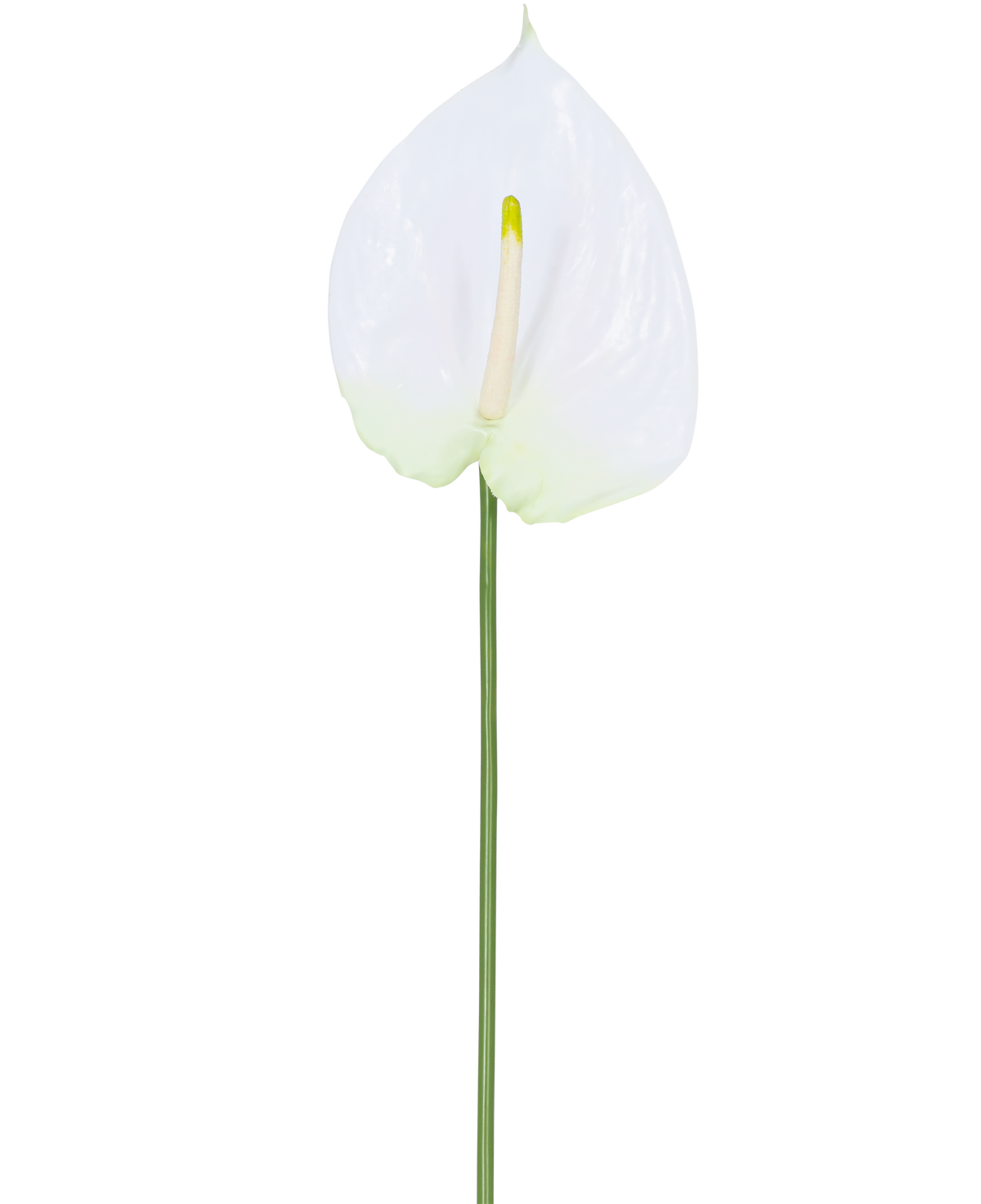 Artificial Flower Anthurium 68 cm hvid har en enkelt hvid kunstig anthurium med en lysegul spadix på en lang, grøn stilk. Ideel til ethvert rum, det tilbyder varig elegance og kræver intet vand.