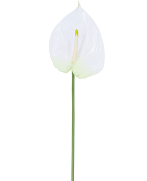 Artificial Flower Anthurium 68 cm hvid har en enkelt hvid kunstig anthurium med en lysegul spadix på en lang, grøn stilk. Ideel til ethvert rum, det tilbyder varig elegance og kræver intet vand.
