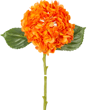 Den kunstige blomst Charlotte hortensia Real Touch orange 49 cm har en orange hortensiablomst med realistiske kronblade, grønne blade og en lang stilk, isoleret på en hvid baggrund.