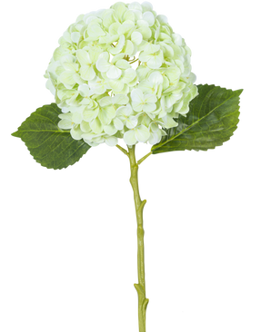 Artificial Flower Hydrangea Real Touch Lysegrøn 49 cm har en enkelt lysegrøn hortensiablomst med runde kronblade, to grønne blade og en lang stilk på hvid baggrund.